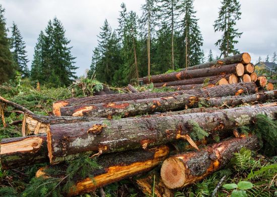 Tomruk Üretimi resmi